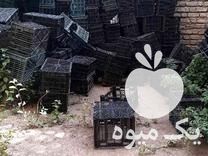 فروش سبد گوجه فرنگی در زنجان در گروه خرید فروش انواع سبد - میوه پلاستیکی چوبی گل در یکمیوه -عکس1