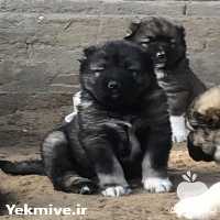 فروش توله سگ قفقازی اصیل در تهران در گروه سگ و گربه _ نگهبان هاسکی ژرمن دوبرمن سرابی در یکمیوه