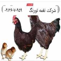 فروش توزیع پرورش مرغ رد آیلند در تهران در گروه مرغ و خروس و بوقلمون و اردک قو قاز در یکمیوه