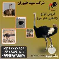 فروش شترمرغ پرواری در تهران در گروه مرغ و خروس و بوقلمون و اردک قو قاز در یکمیوه