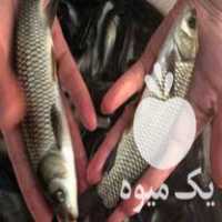 فروش بهترین بچه ماهی کپور آمور فیتوفاک در اصفهان در گروه ماهی کپور - ماهیان معمولی علف خوار پرورشی خرید و فروش در یکمیوه