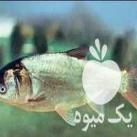 فروش بچه ماهی کپور آمور در ساری در گروه ماهی کپور - ماهیان معمولی علف خوار پرورشی خرید و فروش در یکمیوه