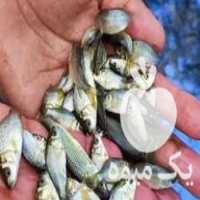 فروش بچه ماهی گرمابی در اصفهان در گروه ماهی کپور - ماهیان معمولی علف خوار پرورشی خرید و فروش در یکمیوه