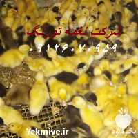 فروش جوجه اردک یک روزه در تهران در گروه مرغ و خروس و بوقلمون و اردک قو قاز در یکمیوه