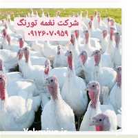 فروش بوقلمون برنز آمریکایی در تهران در گروه مرغ و خروس و بوقلمون و اردک قو قاز در یکمیوه
