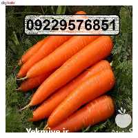 فروش عمده بذر هویج لیدر F 1 در اردبیل در گروه میوه های خشک - پرتقال سیب حبه ورق صنعتی خانگی در یکمیوه