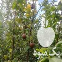 فروش نهال سیاه ریشه و گلدانی در دلند در گروه خرید فروش نهال - انواع گردو پسته بادام سلطانی انگور در یکمیوه