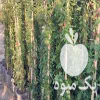 فروش شمشاد طلایی در پاکدشت در گروه خرید فروش عمده گیاهان زینتی - گرمسیری آپارتمانی باغچه آب در یکمیوه