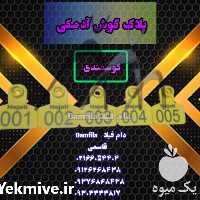 فروش پلاک گوش آدمکی گوسفندی در تهران در گروه گاو و گوسفند و میش و بز کهره گوساله سمینتال در یکمیوه