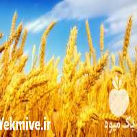 فروش انواع گندم در تهران در گروه خرید فروش عمده گندم و جو - بلغور شیرازی فروش عمده محصول کشاورزی در یکمیوه