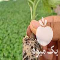 فروش نشا گوجه هندوانه در بوشهر در گروه خرید فروش نشا - انواع گوجه برنج کاهو پیاز کاری فرنگی در یکمیوه