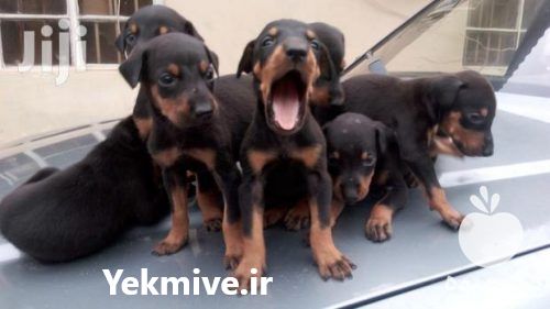 فروش سگ دوبرمن پینچر چمپیون در تهران در گروه سگ و گربه _ نگهبان هاسکی ژرمن دوبرمن سرابی در یکمیوه -عکس1