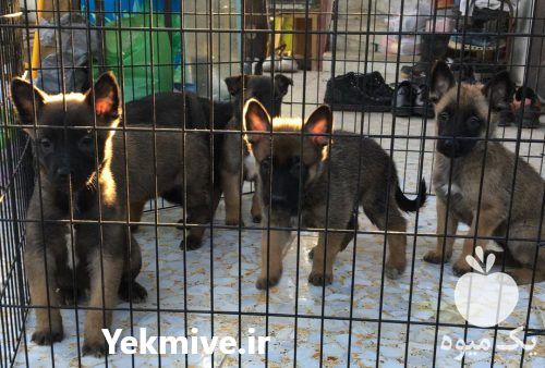 فروش توله سگ اصیل مالینویز آماده در تهران در گروه سگ و گربه در یکمیوه -عکس1