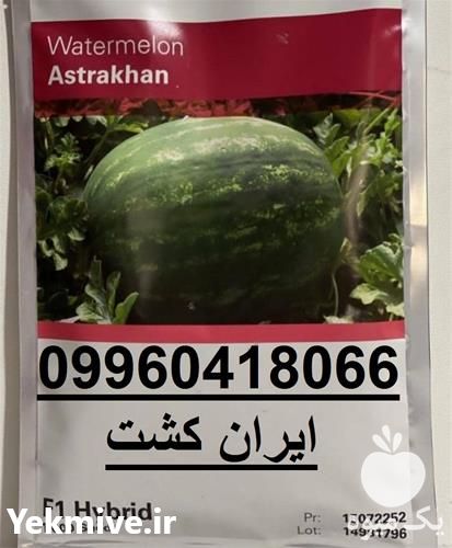 فروش بذر جدید هندوانه آستاراخان در فارس در گروه خرید فروش بذر - انواع محصول کشاورزی گوجه کتان میوه درخت در یکمیوه -عکس1