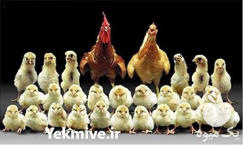 فروش عمده جوجه یک روزه راس گوشتی در تهران در گروه مرغ و خروس و بوقلمون و اردک قو قاز در یکمیوه -عکس1