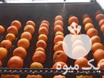 انجام سورتینگ گرما درمانی در کلاچای در گروه سورتینگ - بسته بندی میوه برنج پرتقال سیب زمینی حبوبات در یکمیوه -عکس1