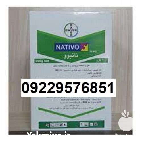 فروش قارچ کش ناتیوو در خوزستان در گروه خرید فروش کود و مواد شیمیایی - اوره پتاس مرغی کمپوست آهن در یکمیوه -عکس1