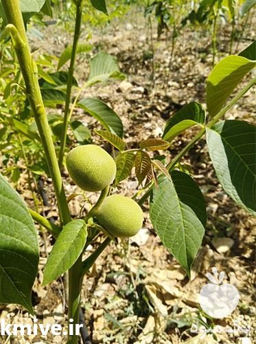 فروش نهال گردو در تهران در گروه خرید فروش نهال - انواع گردو پسته بادام سلطانی انگور در یکمیوه -عکس1