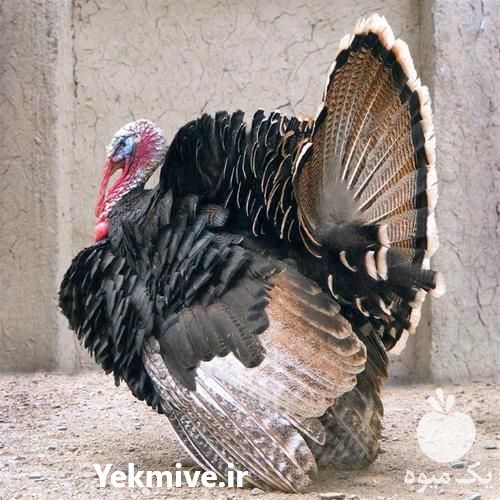 فروش جوجه بوقلمون انگلیسی در تهران در گروه مرغ و خروس و بوقلمون و اردک قو قاز در یکمیوه -عکس1