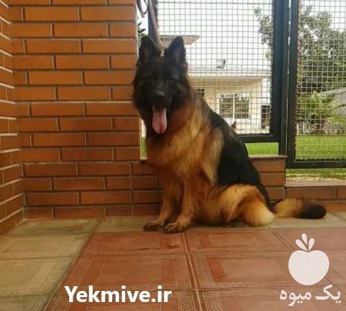 فروش ژرمن شپرد سگ نگهبان در تهران در گروه سگ و گربه _ نگهبان هاسکی ژرمن دوبرمن سرابی در یکمیوه -عکس1