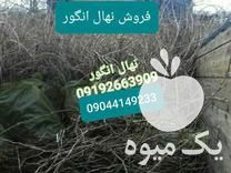 فروش نهال انگور در پردیس در گروه خرید فروش نهال - انواع گردو پسته بادام سلطانی انگور در یکمیوه -عکس1