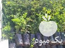 فروش نهال گل محمدی قمصر کاشان در اصفهان در گروه خرید فروش نهال - انواع گردو پسته بادام سلطانی انگور در یکمیوه -عکس1
