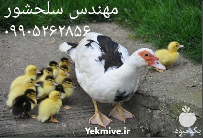 فروش جوجه اردک اسرائیلی در قزوین در گروه مرغ و خروس و بوقلمون و اردک قو قاز در یکمیوه -عکس1