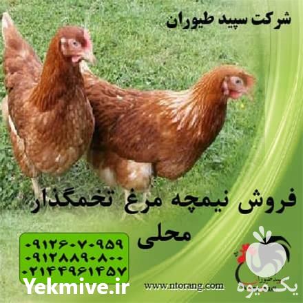 فروش پرورش مرغ بومی و مرغ محلی در تهران در گروه مرغ و خروس و بوقلمون و اردک قو قاز در یکمیوه -عکس1