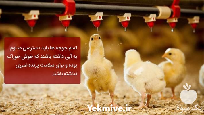 فروش صادرات جوجه یک روزه به افغانستان در تهران در گروه مرغ و خروس و بوقلمون و اردک قو قاز در یکمیوه -عکس1