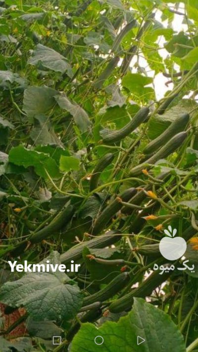 بذر هندوانه و ملون و خیار در یزد در گروه خرید فروش بذر - انواع محصول کشاورزی گوجه کتان میوه درخت در یکمیوه -عکس2