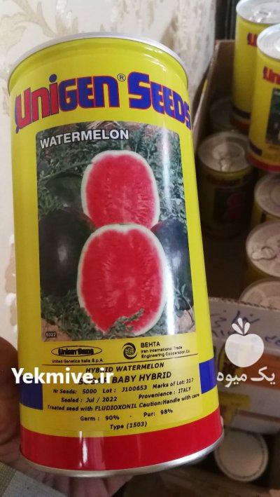 بذر هندوانه و ملون و خیار در یزد در گروه خرید فروش بذر - انواع محصول کشاورزی گوجه کتان میوه درخت در یکمیوه -عکس3