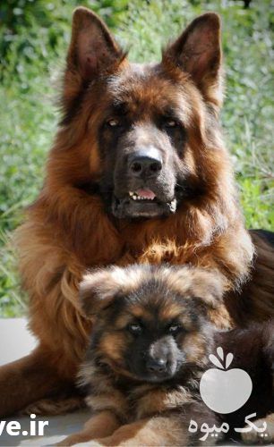 فروش ویژه سگ اصیل ژرمن شپرد در تهران در گروه سگ و گربه _ نگهبان هاسکی ژرمن دوبرمن سرابی در یکمیوه -عکس1
