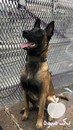 فروش قیمت توله سگ مالینویز  در کرج در گروه سگ و گربه _ نگهبان هاسکی ژرمن دوبرمن سرابی در یکمیوه -عکس1