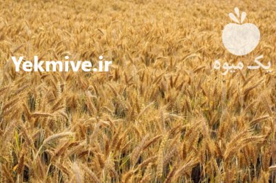 بذر گندم تریتیکاله در شاهرود در گروه خرید فروش بذر - انواع محصول کشاورزی گوجه کتان میوه درخت در یکمیوه