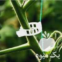 فروش گیره نگهدارنده بوته گوجه فرنگی در تهران در گروه خرید فروش عمده گوجه فرنگی - فرنگی سبز قرمز سیاه کبابی ربی در یکمیوه