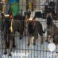 فروش توله سگ اصیل مالینویز آماده در تهران در گروه سگ و گربه در یکمیوه