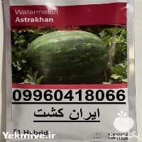 فروش بذر جدید هندوانه آستاراخان در فارس در گروه خرید فروش بذر - انواع محصول کشاورزی گوجه کتان میوه درخت در یکمیوه