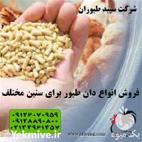 فروش دان مرغ کیفیت عالی در تهران در گروه مرغ و خروس و بوقلمون و اردک قو قاز در یکمیوه