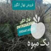 فروش نهال انگور در پردیس در گروه خرید فروش نهال - انواع گردو پسته بادام سلطانی انگور در یکمیوه