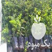 فروش نهال گل محمدی قمصر کاشان در اصفهان در گروه خرید فروش نهال - انواع گردو پسته بادام سلطانی انگور در یکمیوه
