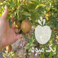 پیش فروش نهال انار در شهریار در گروه خرید فروش نهال - انواع گردو پسته بادام سلطانی انگور در یکمیوه