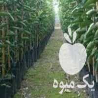 فروش ارقام نهال مرکبات با ضمانت در ساری در گروه خرید فروش نهال - انواع گردو پسته بادام سلطانی انگور در یکمیوه