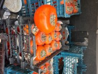 خرمالو درجه یک در ماهدشت در گروه خرید فروش عمده خرمالو - خرمالو رسیده نارس برگ عمده در یکمیوه