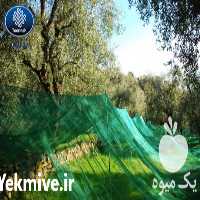 فروش توری جمع آوری محصول در مازندران در گروه خرید فروش انواع پوشش ها و ورق ها - پلی استر پلی کربنات نایلون در یکمیوه