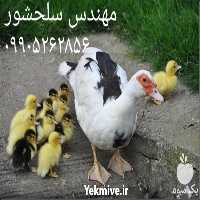 فروش جوجه اردک اسرائیلی در قزوین در گروه مرغ و خروس و بوقلمون و اردک قو قاز در یکمیوه