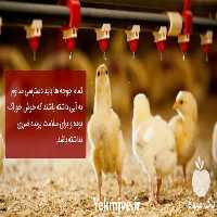 فروش صادرات جوجه یک روزه به افغانستان در تهران در گروه مرغ و خروس و بوقلمون و اردک قو قاز در یکمیوه