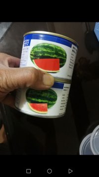 بذر هندوانه و ملون و خیار در یزد در گروه خرید فروش بذر - انواع محصول کشاورزی گوجه کتان میوه درخت در یکمیوه