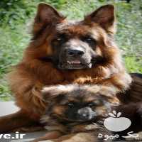 فروش ویژه سگ اصیل ژرمن شپرد در تهران در گروه سگ و گربه _ نگهبان هاسکی ژرمن دوبرمن سرابی در یکمیوه
