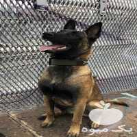 فروش قیمت توله سگ مالینویز  در کرج در گروه سگ و گربه _ نگهبان هاسکی ژرمن دوبرمن سرابی در یکمیوه