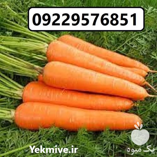 فروش بذر هویج لیدر F 1 در گیلان در گروه خرید فروش بذر - انواع محصول کشاورزی گوجه کتان میوه درخت در یکمیوه -عکس1